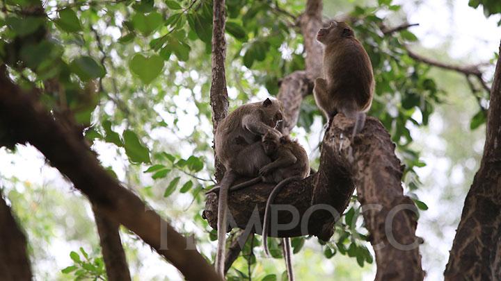 Cerita Pembuat Konten Tega Siksa Anak Monyet Ekor Panjang, Dapat Cuan dari WNA