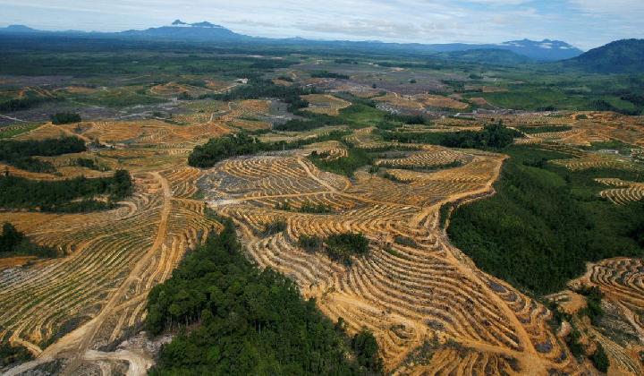 Di Forum PBB, KLHK Menyampaikan Deforestasi Indonesia Turun Signifikan