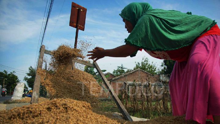 Harga Gabah Anjlok Capai Rp 4.500 per Kilogram, Serikat Petani Indonesia Minta Pemerintah Naikkan HPP