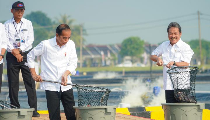 Jokowi Resmikan Budi Daya Ikan Nila, Trenggono: Produksi 10 Ribu Ton per Tahun