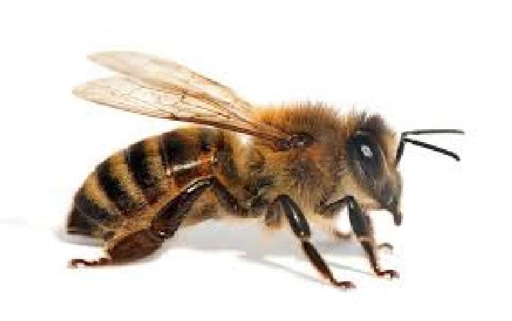 Tak Sembarang Betina, Begini Proses Pemilihan Ratu Lebah