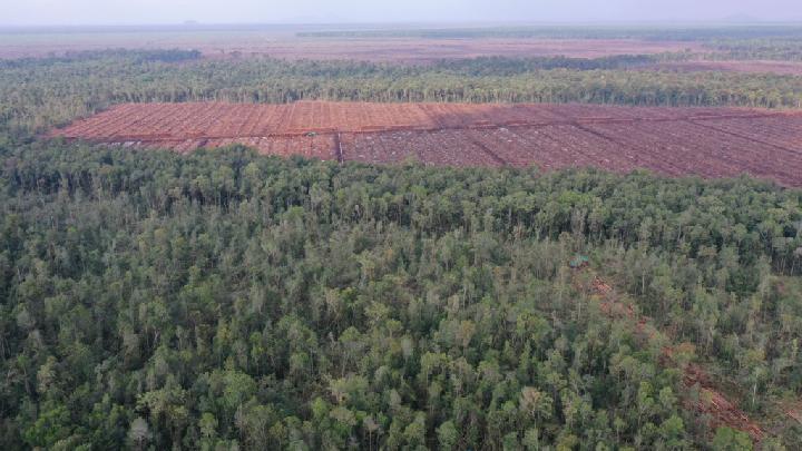Aktivitas PT Mayawana Persada Diduga Sebabkan Deforestasi dan Penggusuran Tanah Adat