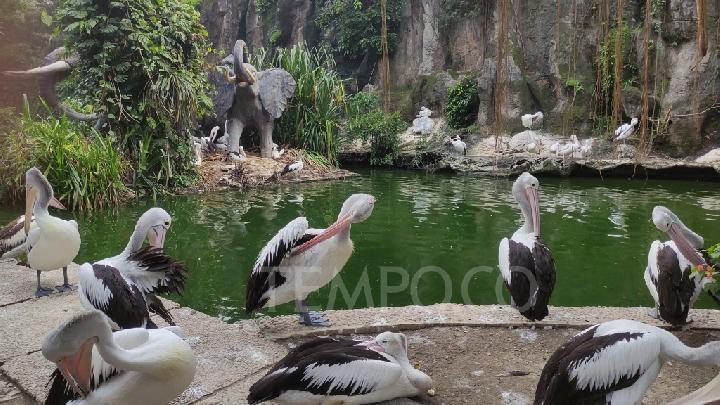 Kebun Binatang Ragunan Tetap Buka pada Hari Idul Adha, Cek Jam Operasionalnya