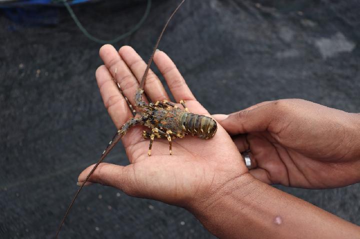 KKP dan Kejagung Kawal Implementasi Aturan Tata Kelola Lobster