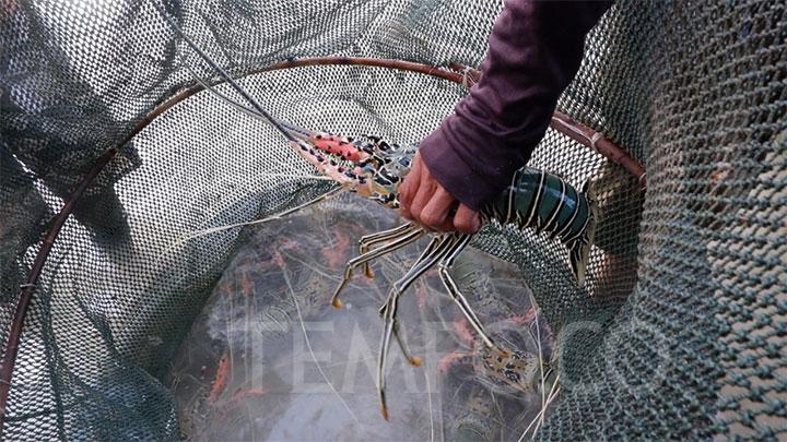 KKP Sebut Investasi Benih Lobster Sekitar Rp 300 Miliar dari Perusahaan Asal Vietnam