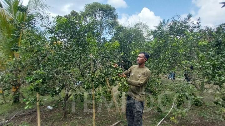 Petik Langsung Jeruk di Kebun Kampung Bali Muara Enim, Nikmati Buah Segar tanpa Pupuk Kimia