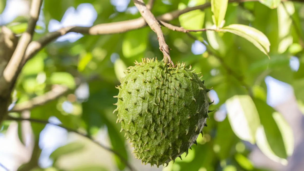 KHASIAT BUAH SIRSAK UNTUK PRIA