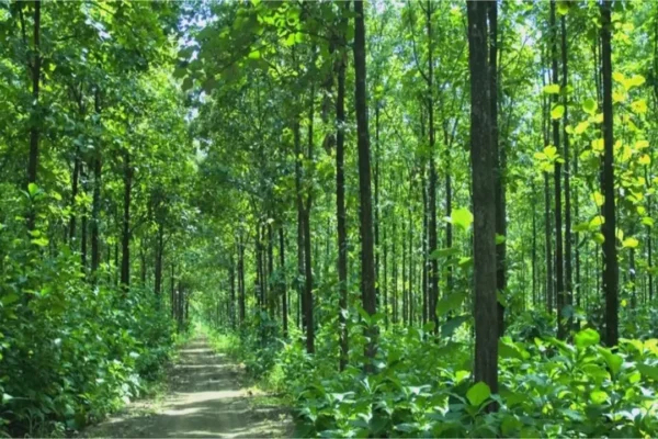 MANFAAT POHON JATI BAGI MANUSIA