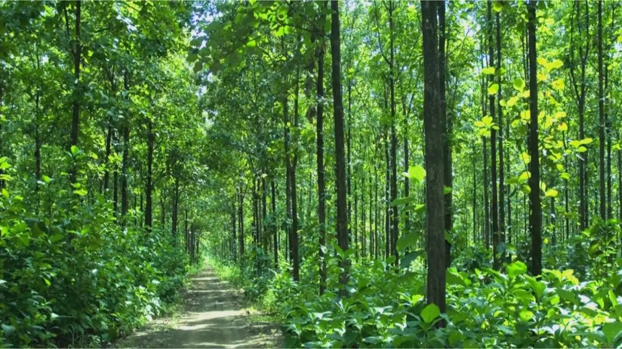 MANFAAT POHON JATI BAGI MANUSIA