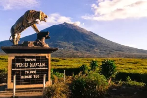 GUNUNG KERINCI HABITAT HARIMAU SUMATERA LANGKA