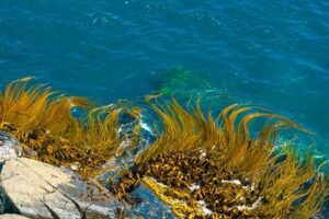 Rumput Laut Raksasa Menghampar 8.850 Km Di Laut Atlantik, Bisa Dilihat Dari Luar Angkasa